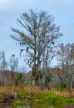 Spanish moss hanging from tree in New Orleans, Louisiana photo