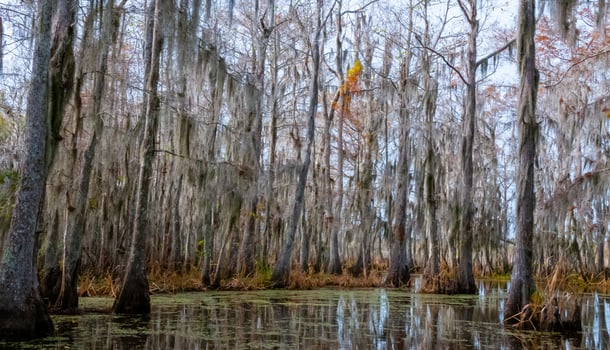 Spanish moss hanging from tree in New Orleans, Louisiana photo