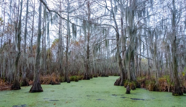 Spanish moss hanging from tree in New Orleans, Louisiana photo