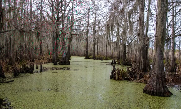 Spanish moss hanging from tree in New Orleans, Louisiana photo