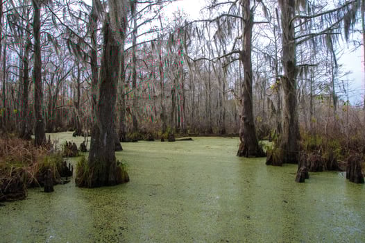 Spanish moss hanging from tree in New Orleans, Louisiana photo