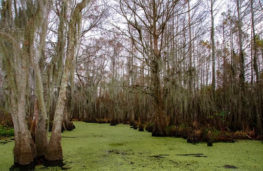 Spanish moss hanging from tree in New Orleans, Louisiana photo