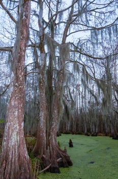 Spanish moss hanging from tree in New Orleans, Louisiana photo