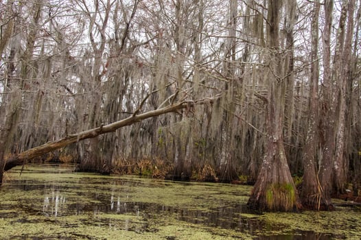 Spanish moss hanging from tree in New Orleans, Louisiana photo