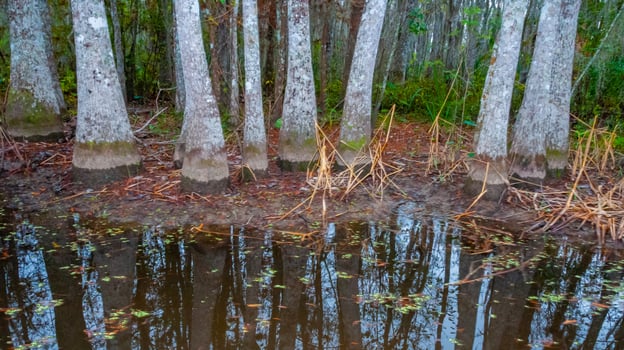 Bottom of bald cypress trees in swamp, Cypress swamp, Louisiana, US photo