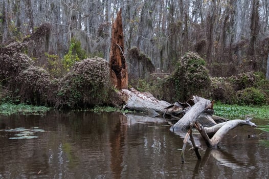 Swamp landscape, aquatic vegetation, swamp in Louisiana, USA photo