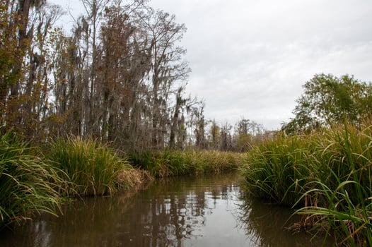 Swamp landscape, aquatic vegetation, swamp in Louisiana, USA photo