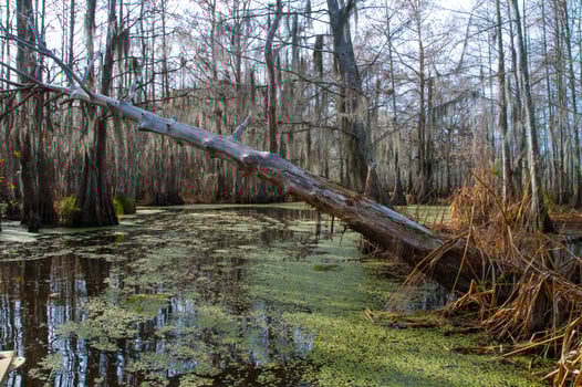 Spanish moss hanging from tree in New Orleans, Louisiana photo