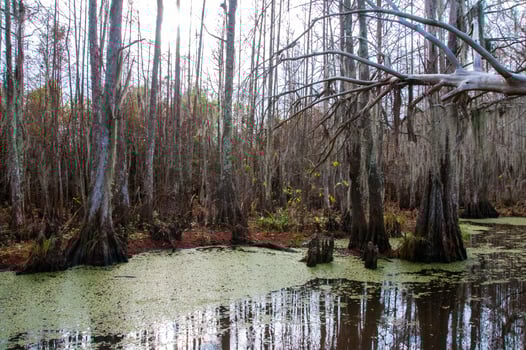 Spanish moss hanging from tree in New Orleans, Louisiana photo