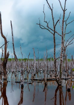 Dry trees, and aquatic vegetation in a swamp in Florida, Swamp landscape, USA photo