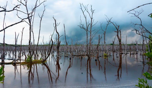Dry trees, and aquatic vegetation in a swamp in Florida, Swamp landscape, USA photo
