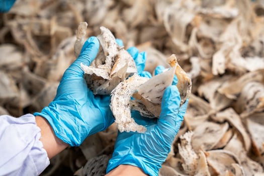 Raw edible bird's nest materials for tradition chinese medicine. Swallow nest the traditional chinese delicacy. photo