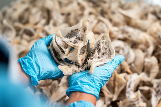 Raw edible bird's nest materials for tradition chinese medicine. Swallow nest the traditional chinese delicacy. photo