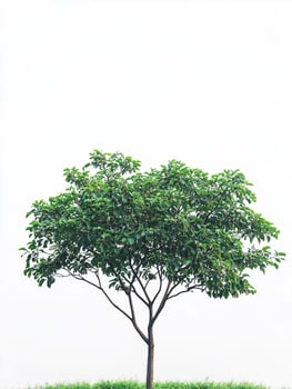 Peaceful Outdoor Tree Branching Horizonal Scene photo