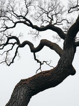 Scenic Tranquil Tree Branching Horizonal Picture photo