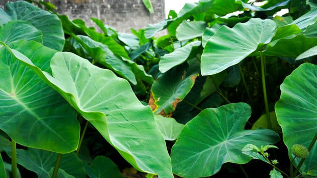 Giant taro leaves, taro plants resembling elephant ears lives in wetlands. photo