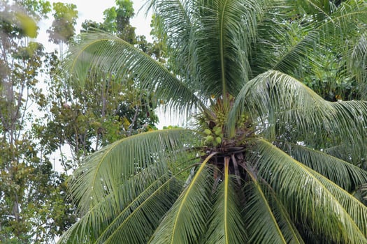 The coconut tree bearing fruit is still young photo