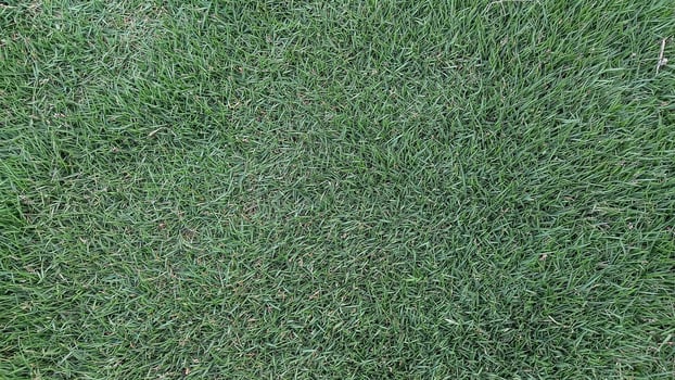 Green grass field or lawn. football ground green grass. seamless texture or background of ground grass. photo