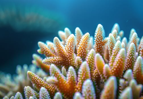 A close up of a coral reef with many white dots photo