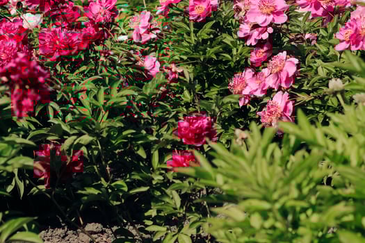 Pink peonies in the garden close-up photo