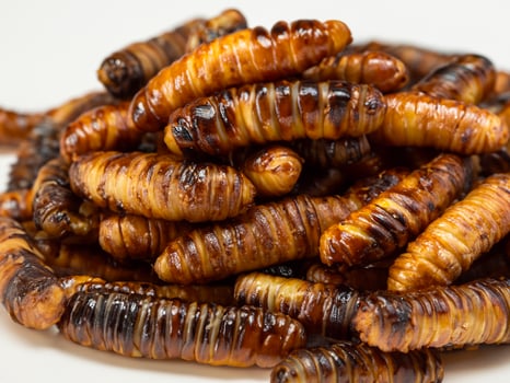 close up of a worms photo
