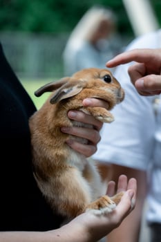 A rabbit in the arms of a girl in a children's park. Petting a rabbit photo