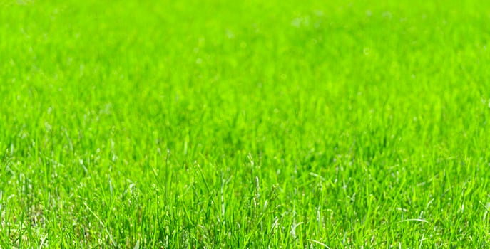 green grass field background soft focus photo