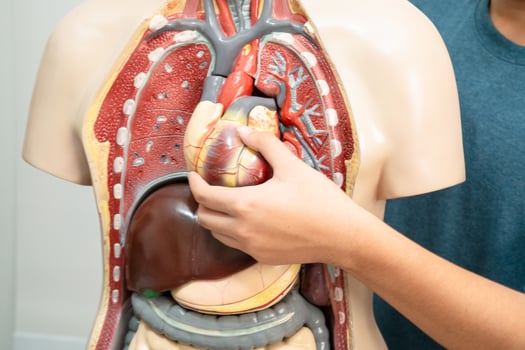Student teenage learning anatomy biology with human body model in classroom at high school. photo