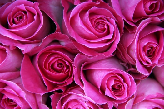 Beautiful Fresh Pink Rose background photo