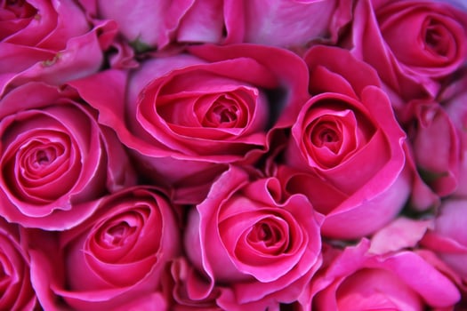 Beautiful Fresh Pink Rose background photo