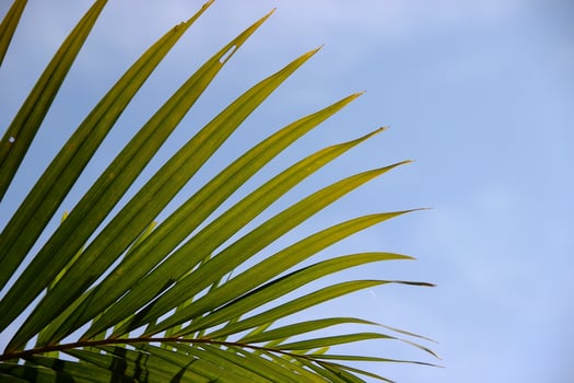 Natural Background, Palm tree, Dypsis cabadae photo