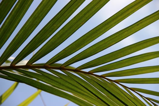 Natural Background, Palm tree, Dypsis cabadae photo