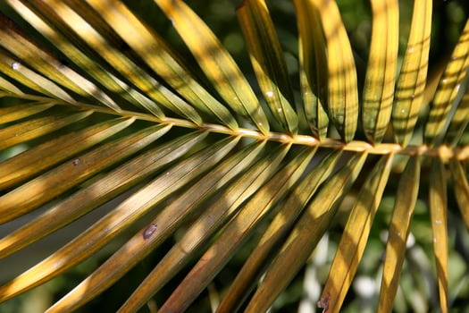 Natural Background, Palm tree, Dypsis cabadae photo