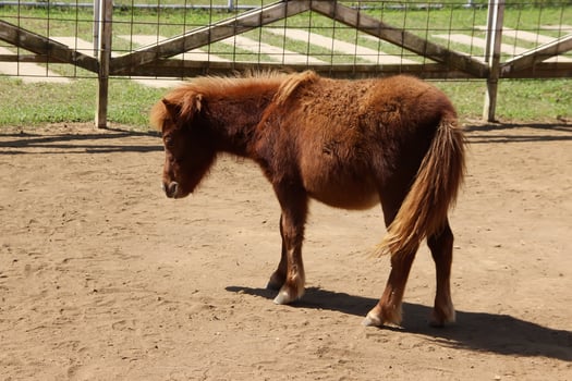 Little pony, miniatur horse in the farm photo