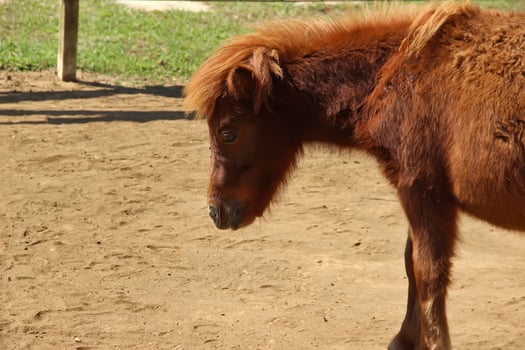 Little pony, miniatur horse in the farm photo