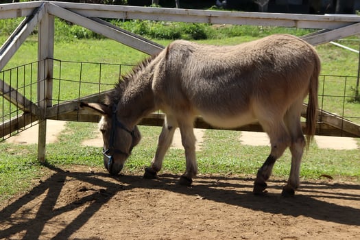 donkey in the farm photo
