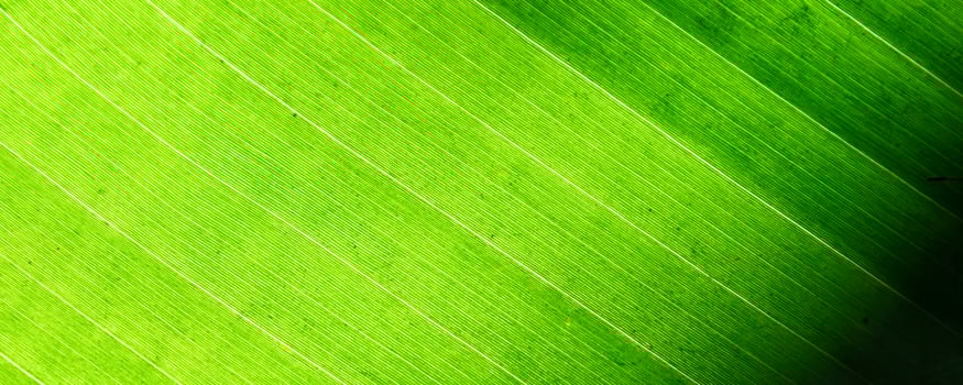 luminous green leaf macro photography photo
