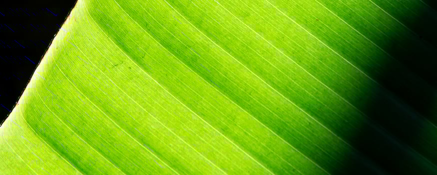 luminous green leaf macro photography photo