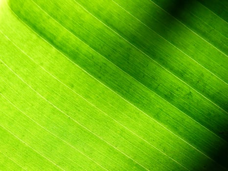 luminous green leaf macro photography photo
