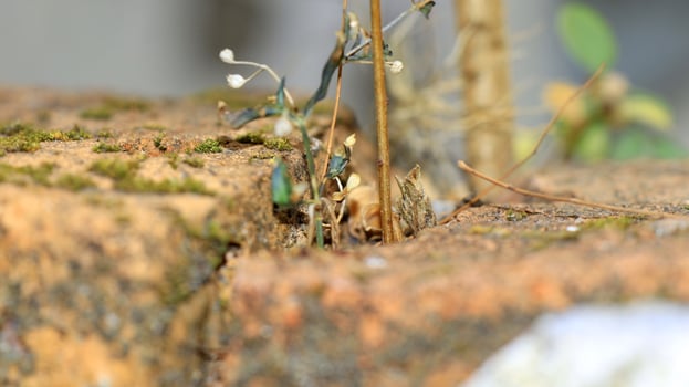 Moss and lichens on stones. Mossy rocks with a blurred background photo
