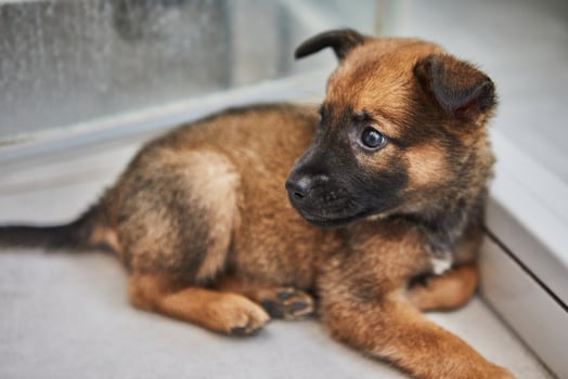 Adorable Brown Puppy Sitting Indoors photo