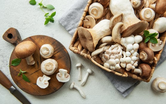 Assortment of various mushrooms photo