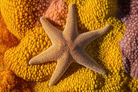 A close-up of a starfish resting on a vibrant coral reef. photo