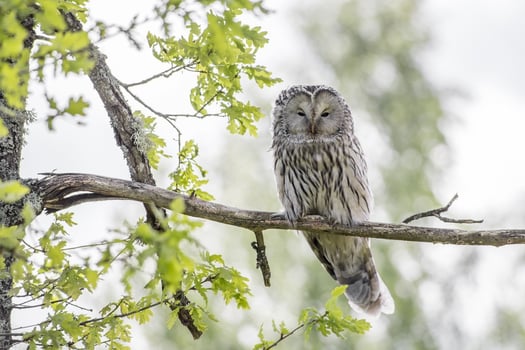 Ural Owl Resting on a Branch photo