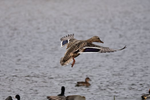 The Beauty of the Flight of Wild Geese photo