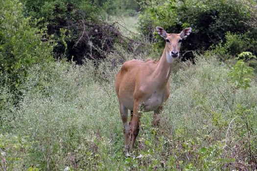 Roaming Majesty Wild Deer's Jungle Journey photo