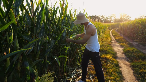 Male agronomist picking cob of sweet corn from green stalk at field. Young farmer in straw hat putting ripe maize into plastic harvest box at sunset. Concept of agricultural business. Slow motion photo
