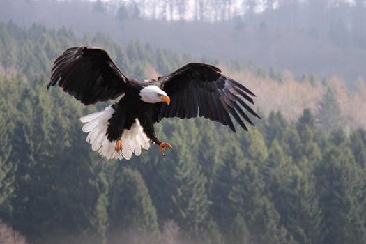 Power and Precision American Bald Eagle Hunting Moments photo