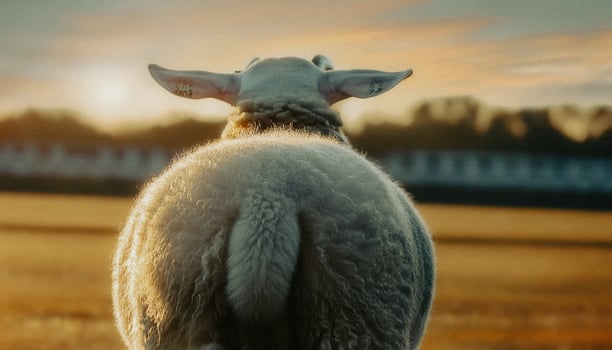 Sheep in a field at sunset photo
