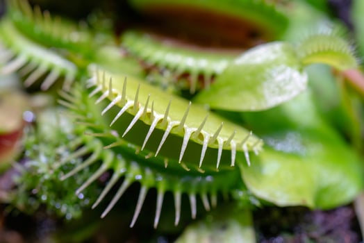 carnivorous predatory plant Venus flytrap - Dionaea muscipula. photo
